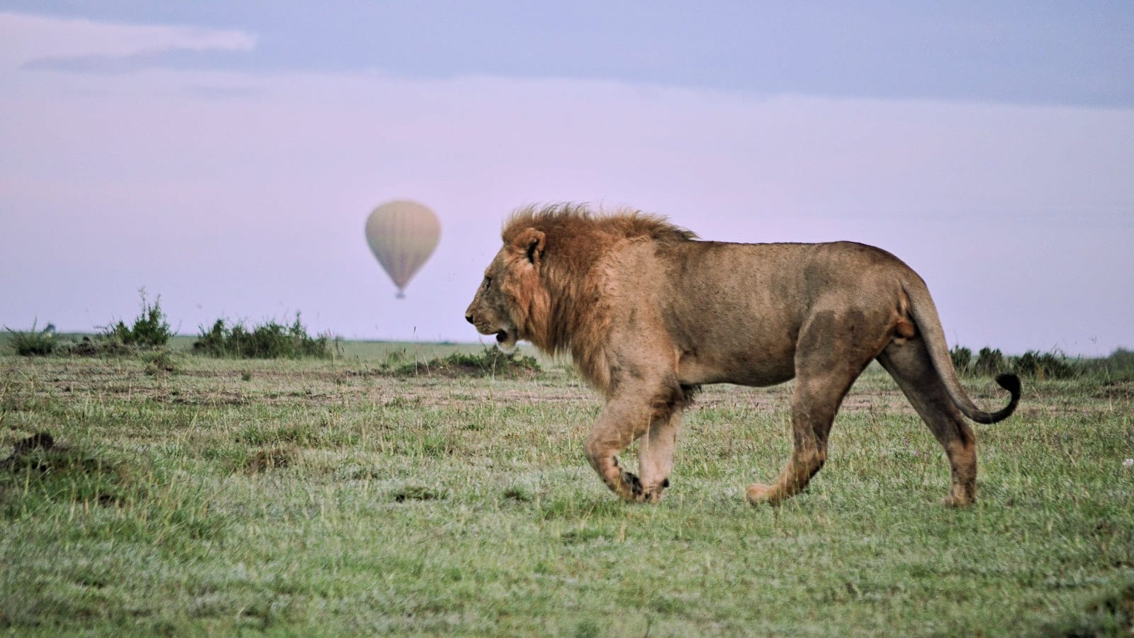 safari_en_globo_en_kenia_leon_low