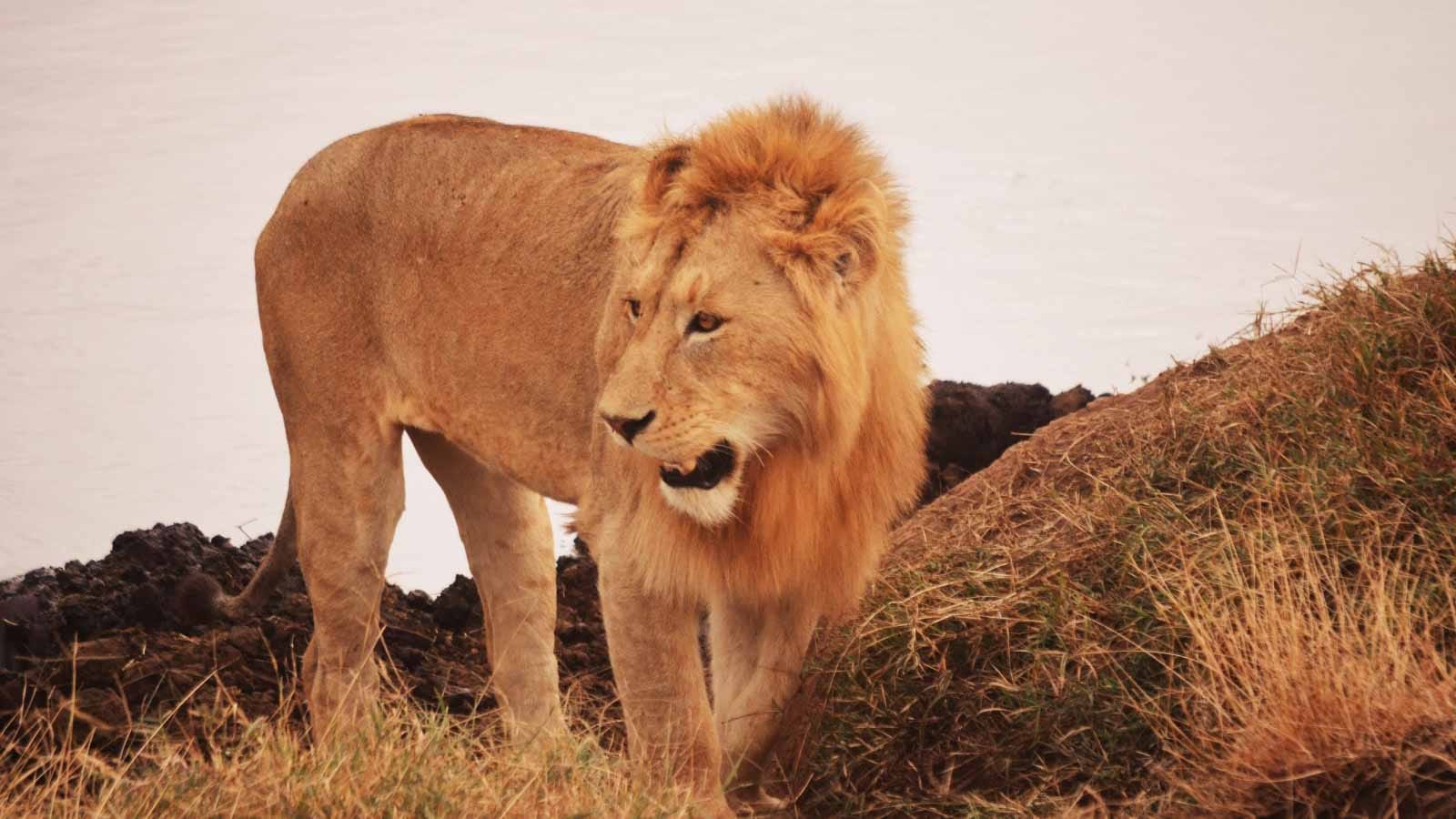 safari_en_samburu_national_reserve_leon