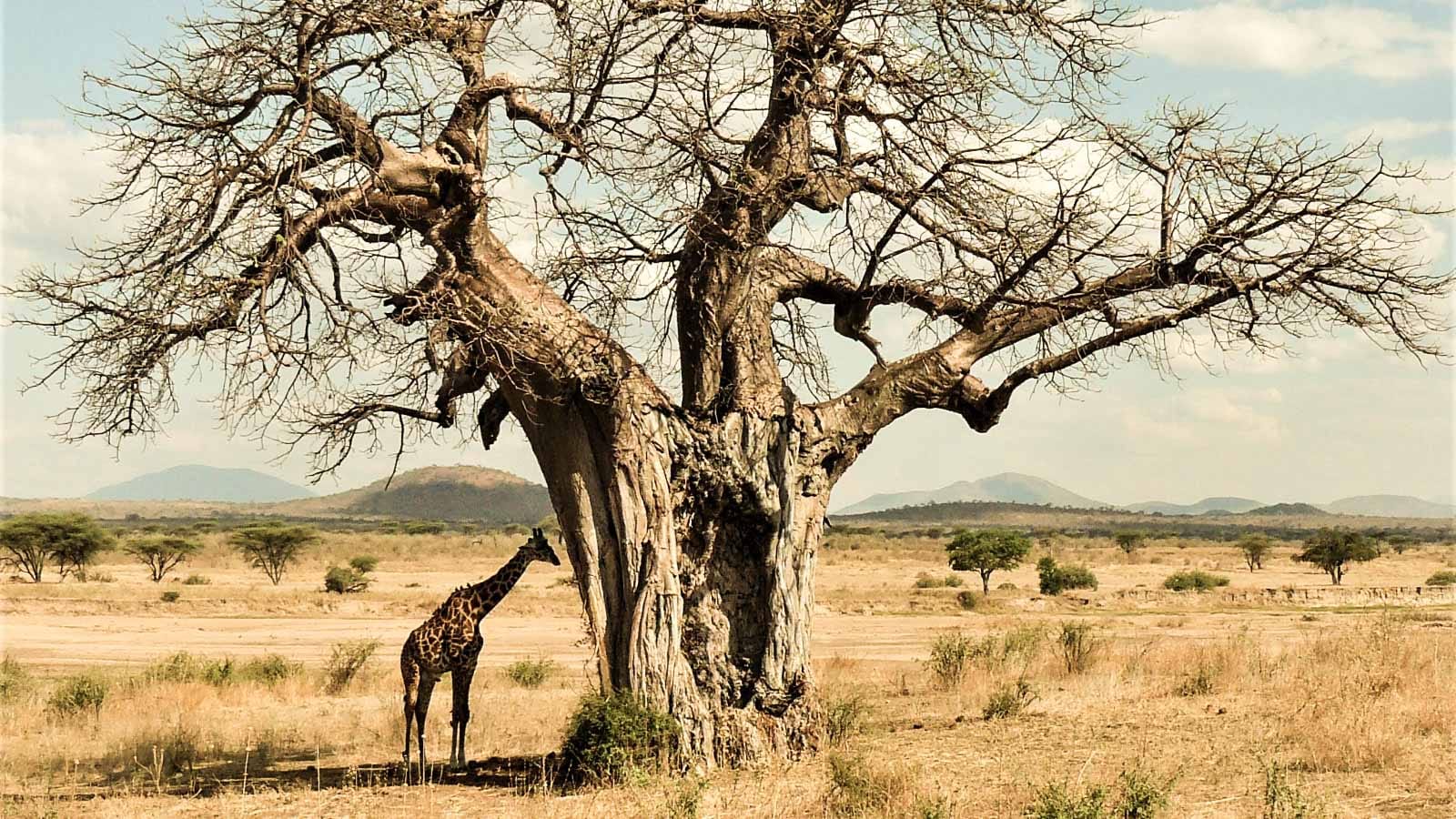 safari_sin_turistas_en_tanzania_jirafa