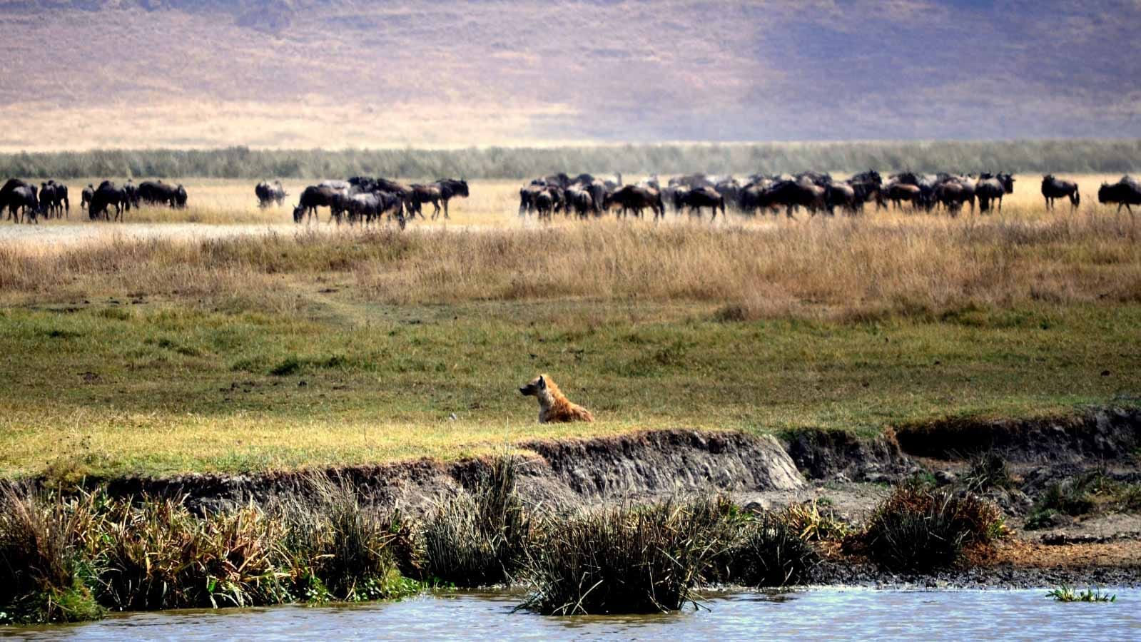 safaris_en_el_ngorongoro_tanzania
