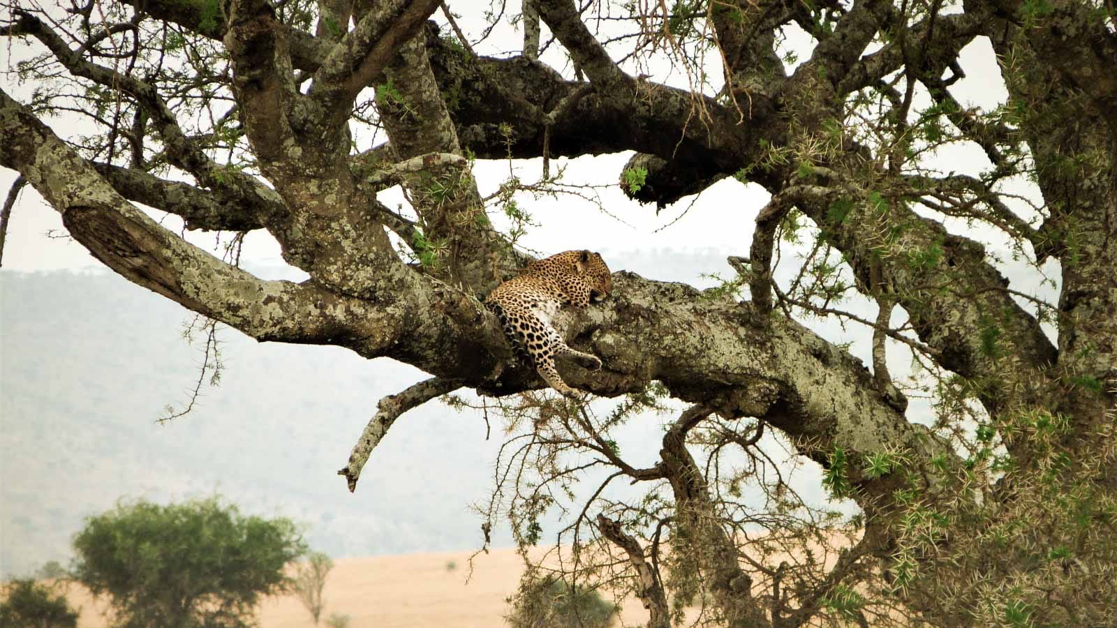 safaris_en_el_serengeti_leopardo