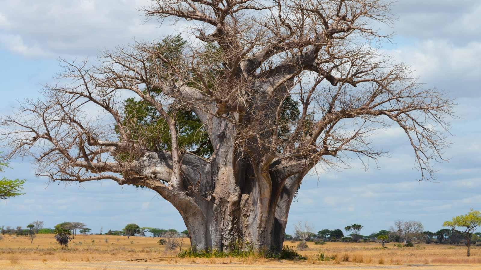 safaris_en_el_sur_de_tanzania_selous