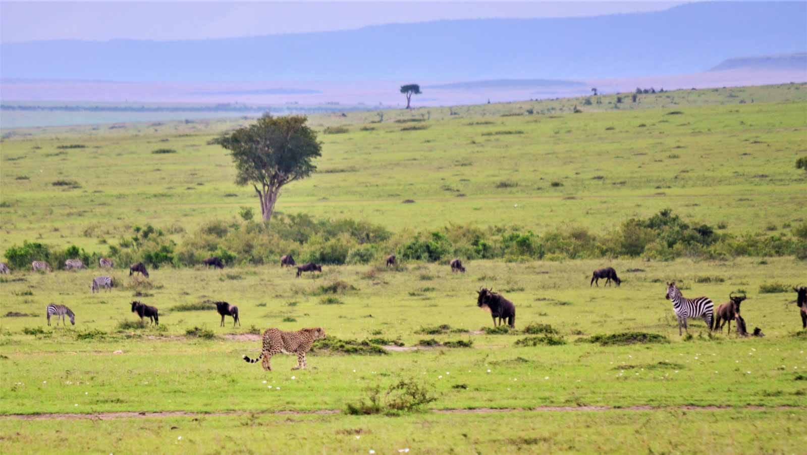 safaris_en_masai_mara_kenia