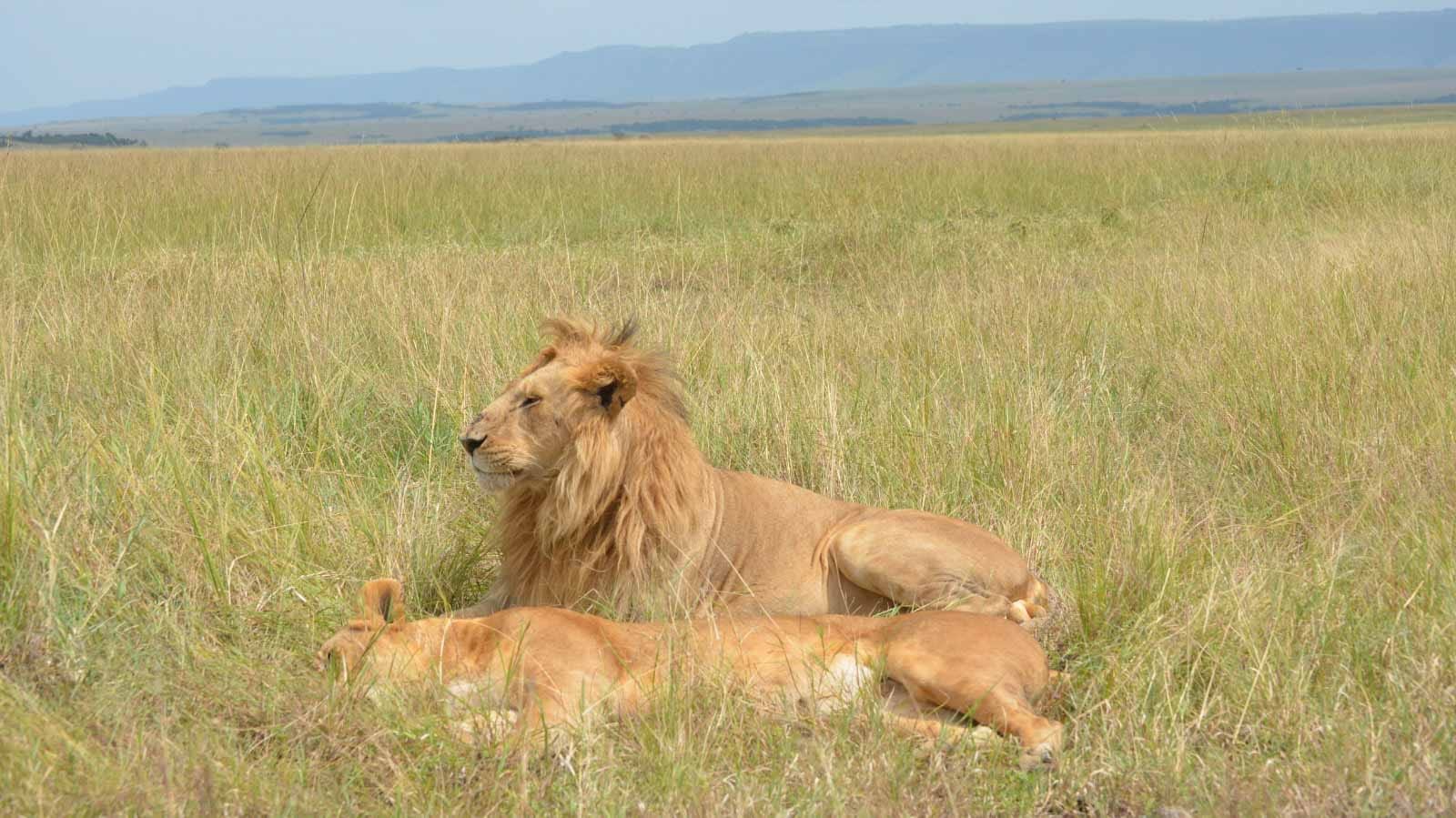 safaris_exclusivos_en_kenia__leones