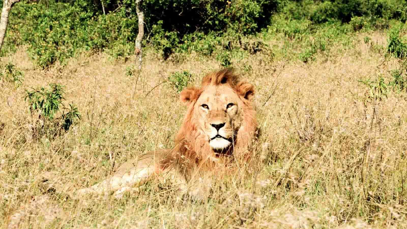 safaris_sostenibles_en_kenia_leon