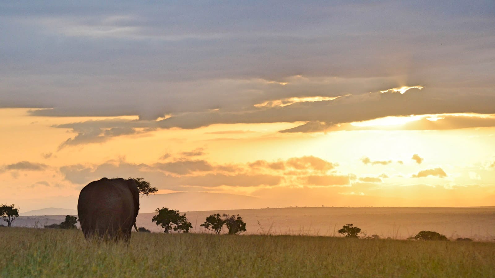atardecer_safari_masai_mara_elefante