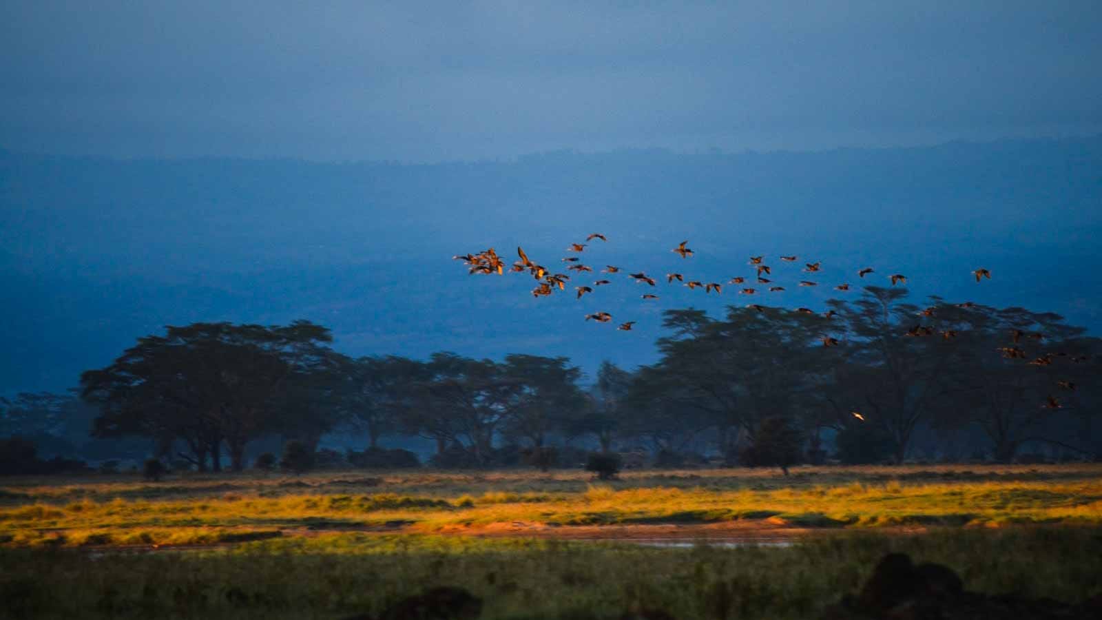 parque nacional del Lago Nakuru