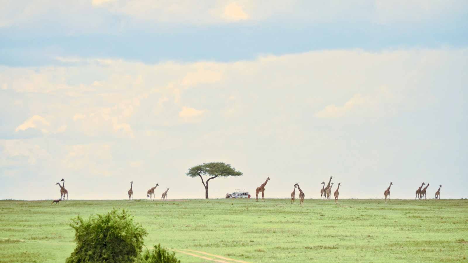 praderas_de_masai_mara_samaki_safaris_jirafas