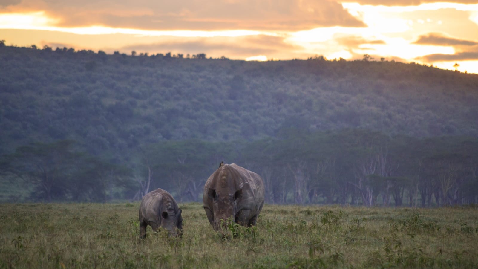 rinocerontes_en_el_lago_nakuru