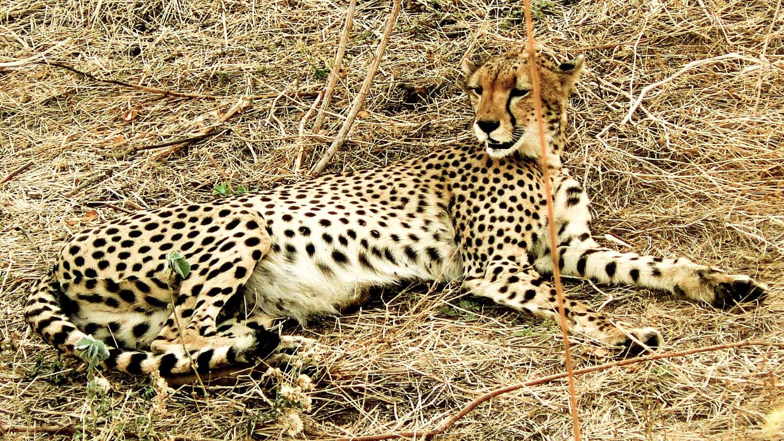 tour_en_el_sur_de_tanzania_guepardo