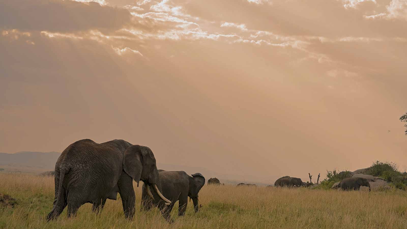 tours_en_masai_mara_samaki_safaris_elefantes