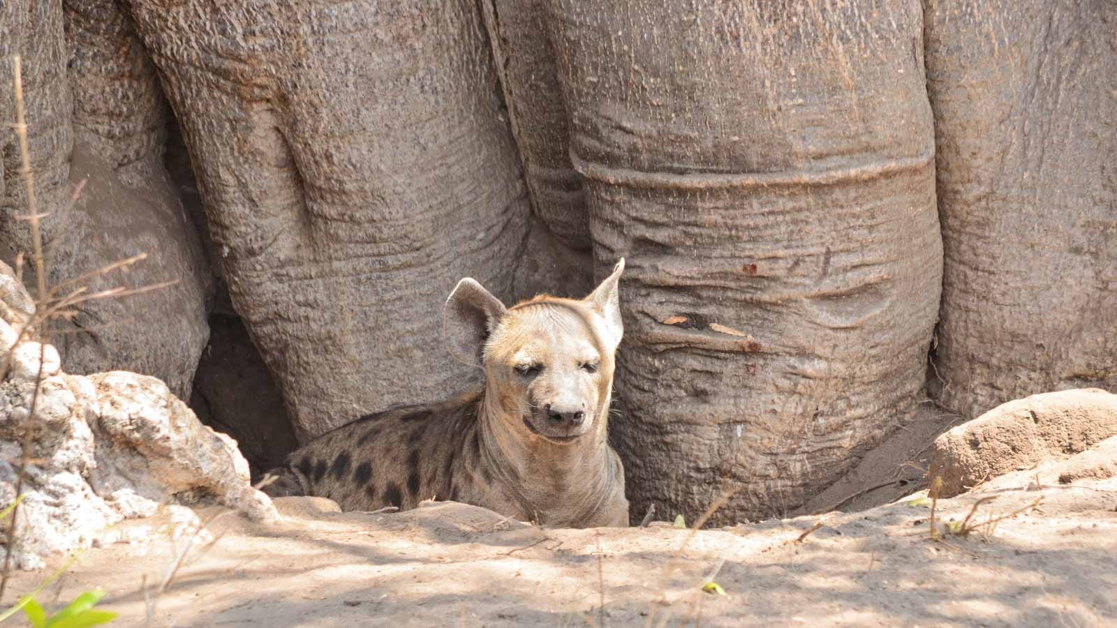 tours_y_viajes_en_tanzania_hiena