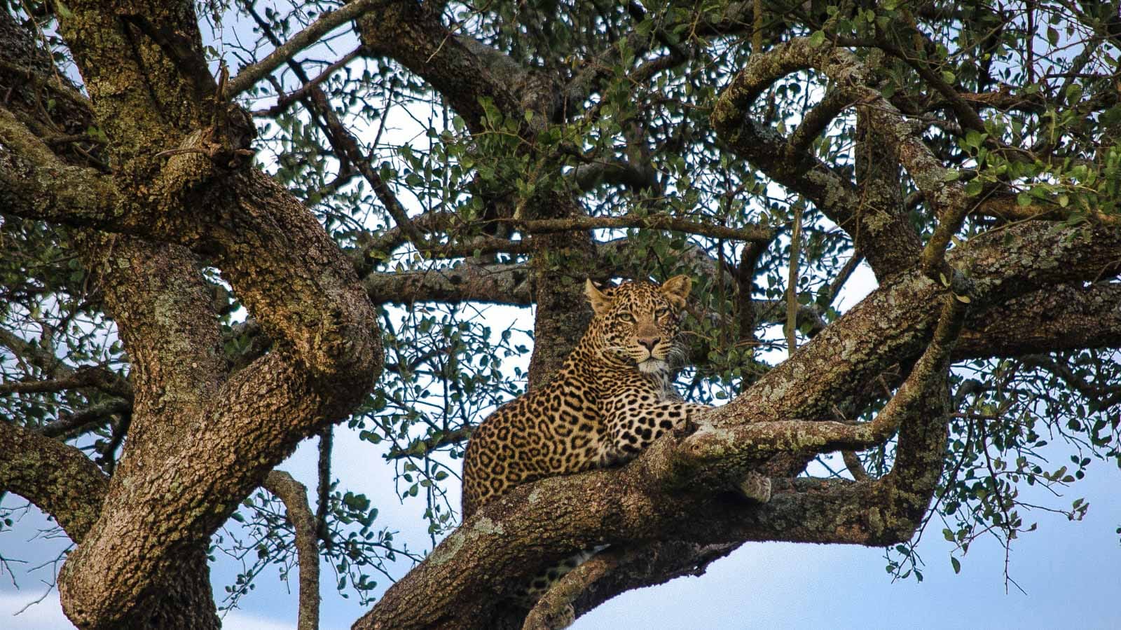 tarangire_mejores_parques_de_tanzania_leopardo