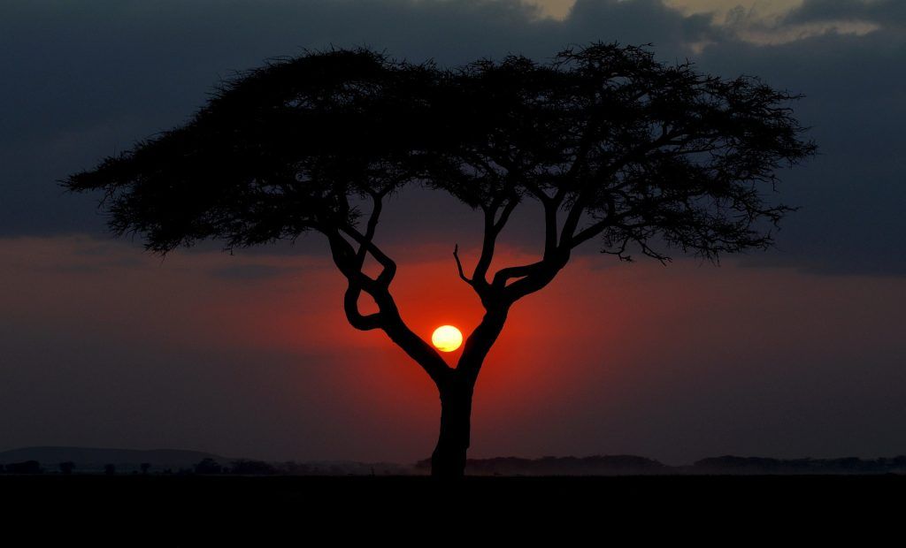 Safaris de lujo, experiencias que transforman