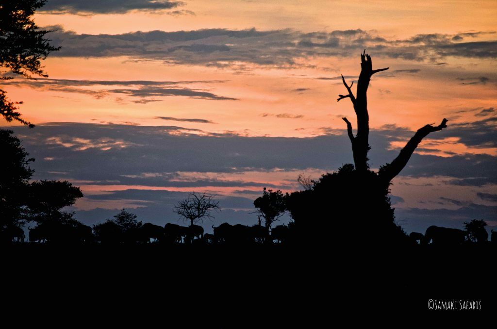 Guía para Tanzania