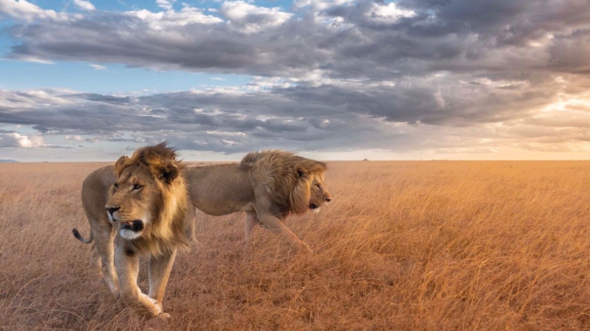 Leones-Serengeti