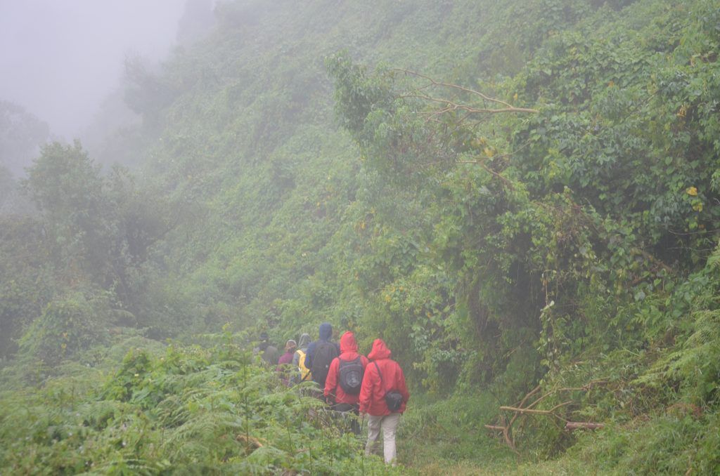 Volcanes Virunga en Mgahinga