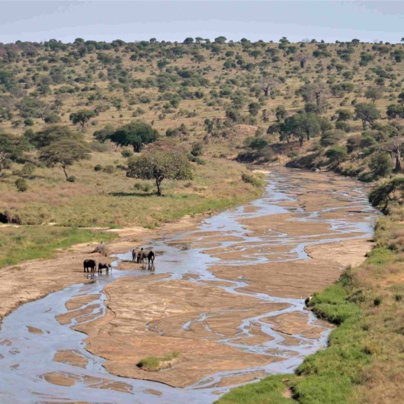 Safari a pie en Tarangire