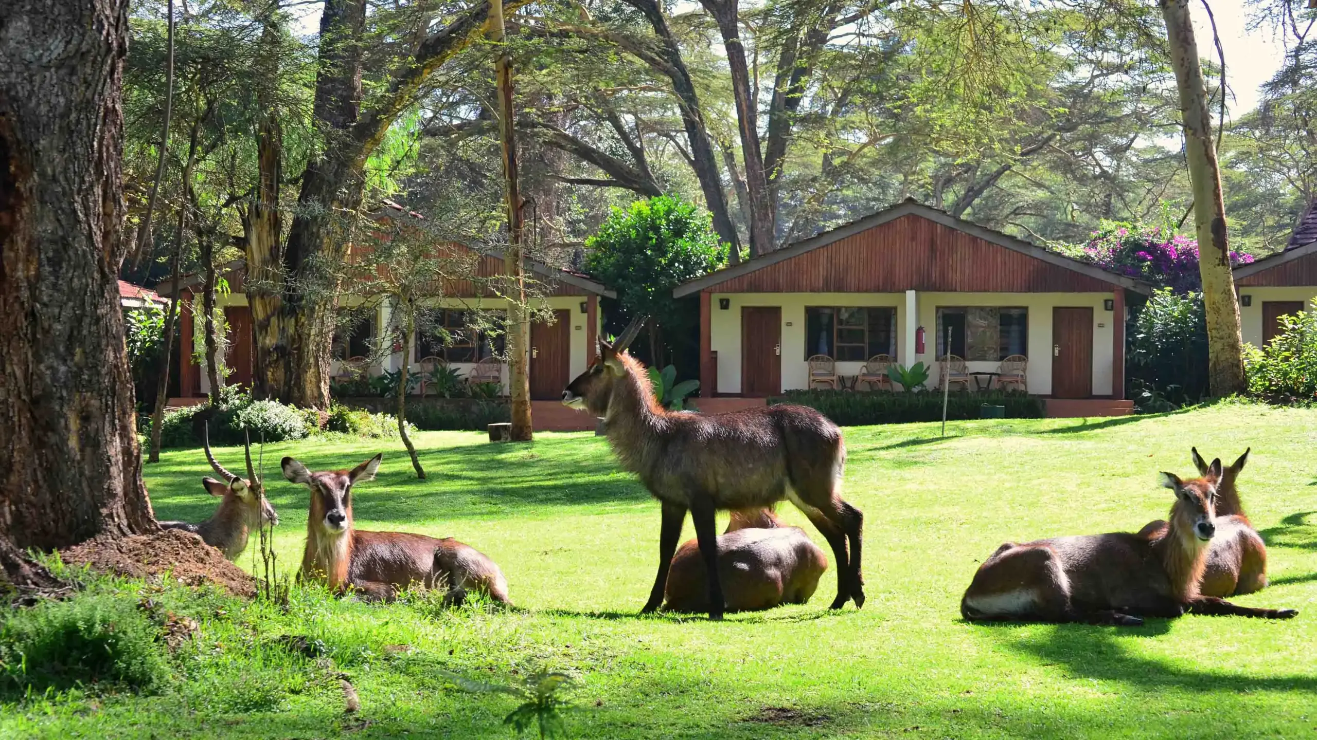 Lake-Naivasha-Country-Club_17