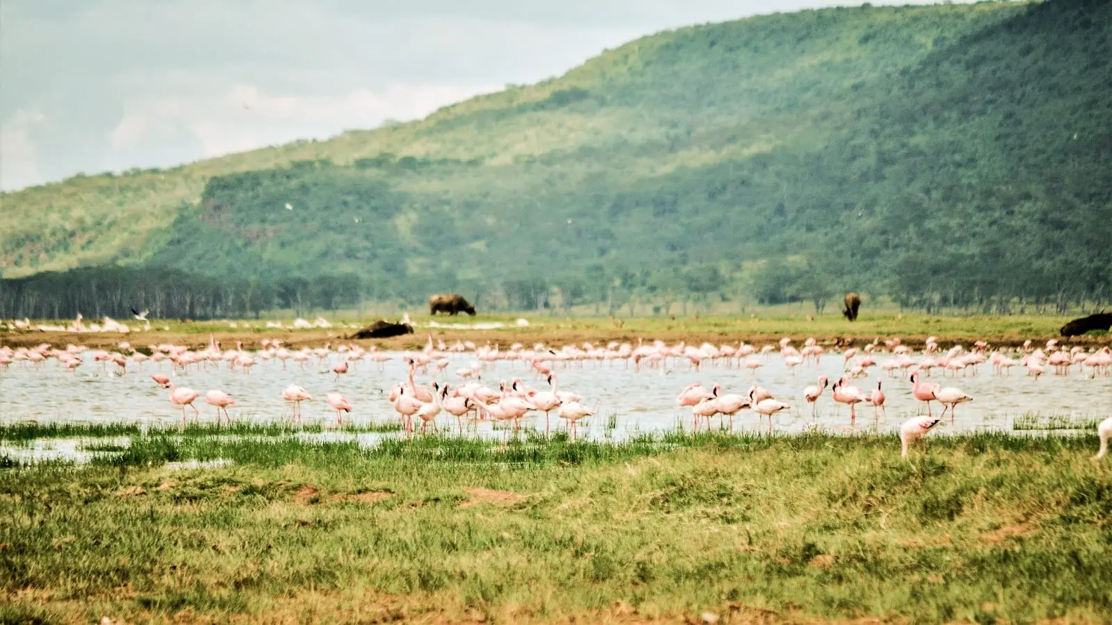 Lago_Nakuru.jpeg