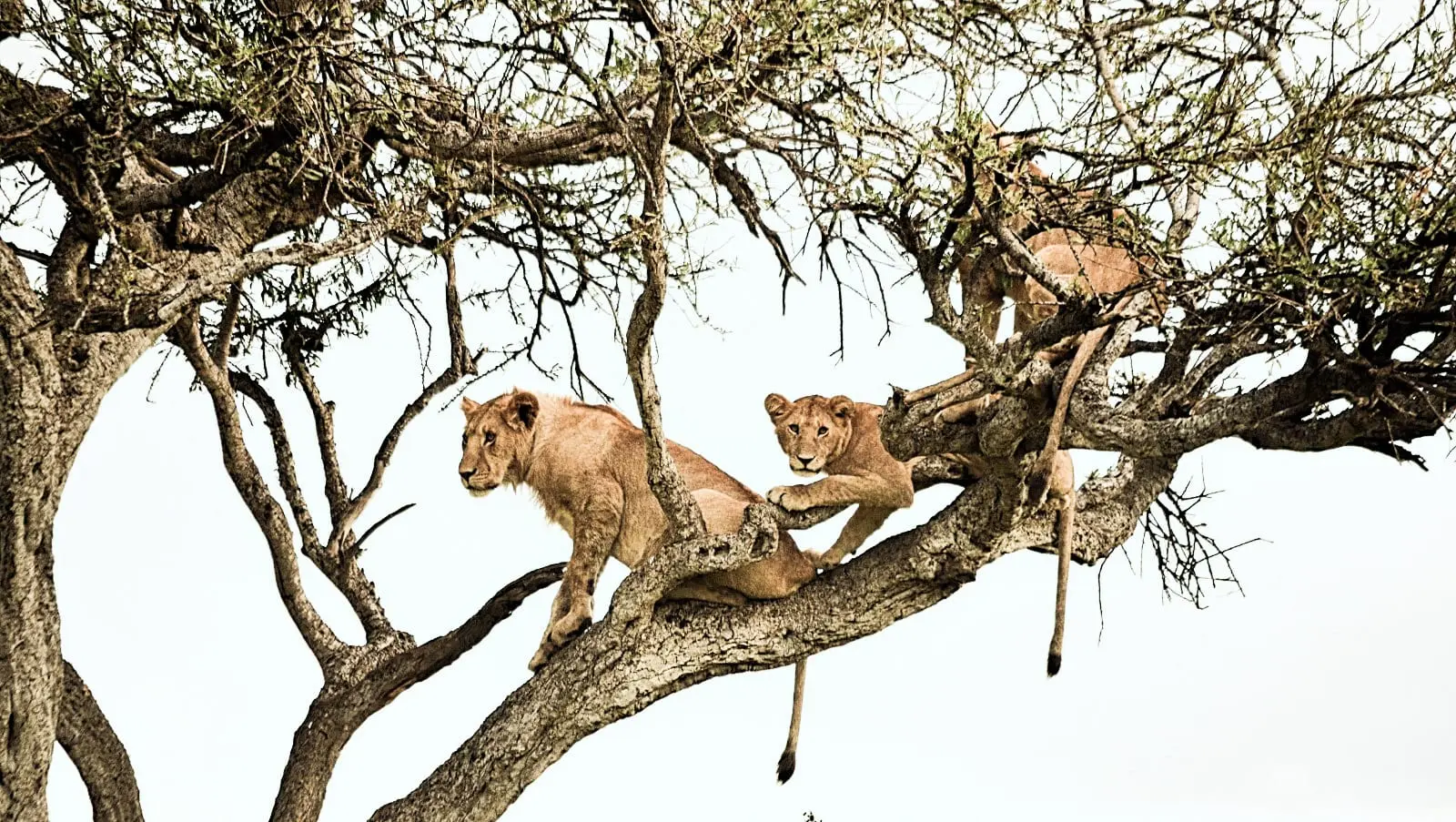 Leones_MaraTriangle_safari.jpeg