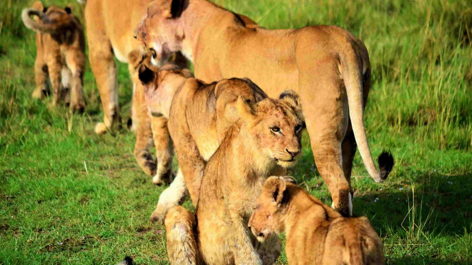 Mara_leones