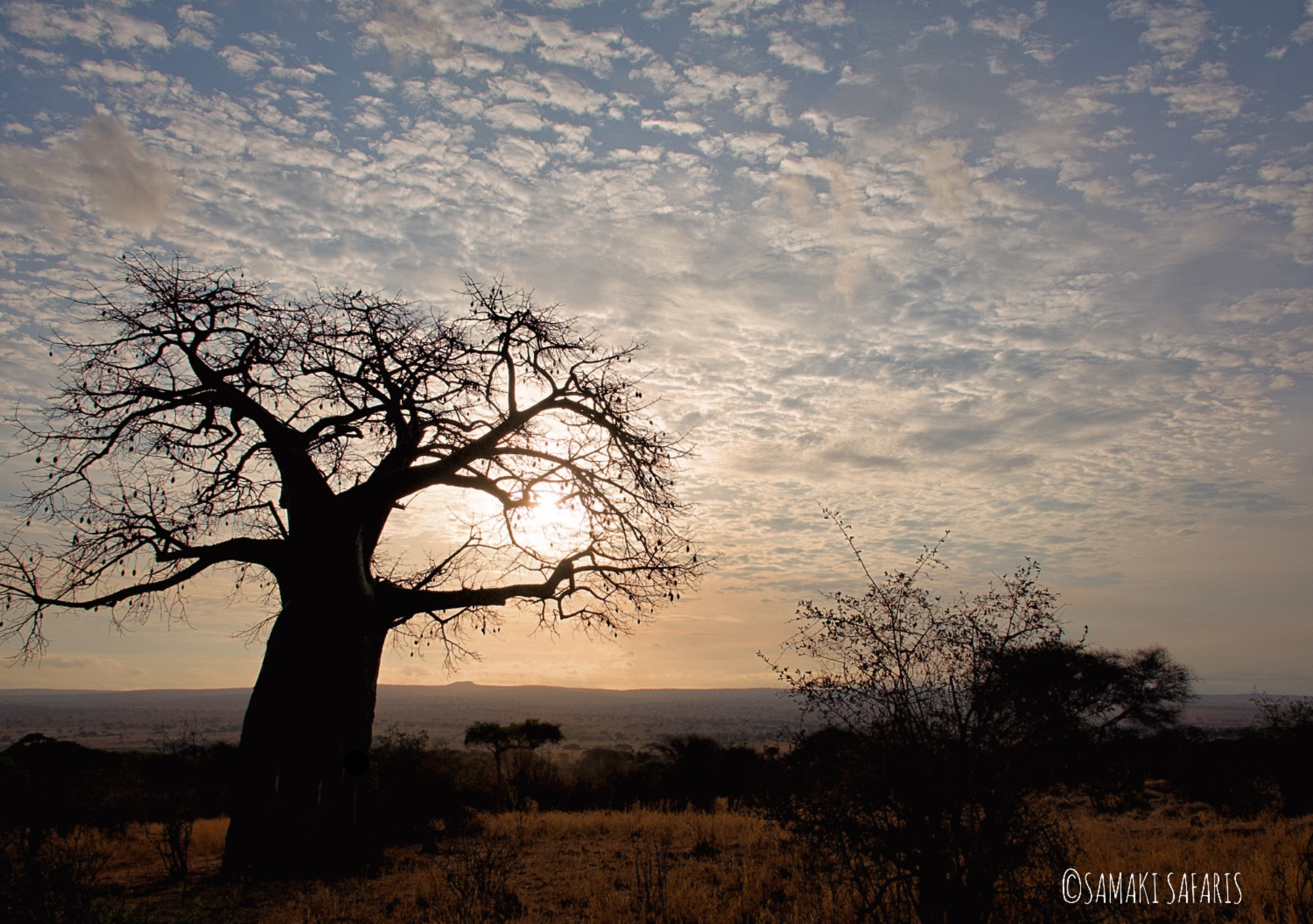 baobabs_en_tarangire