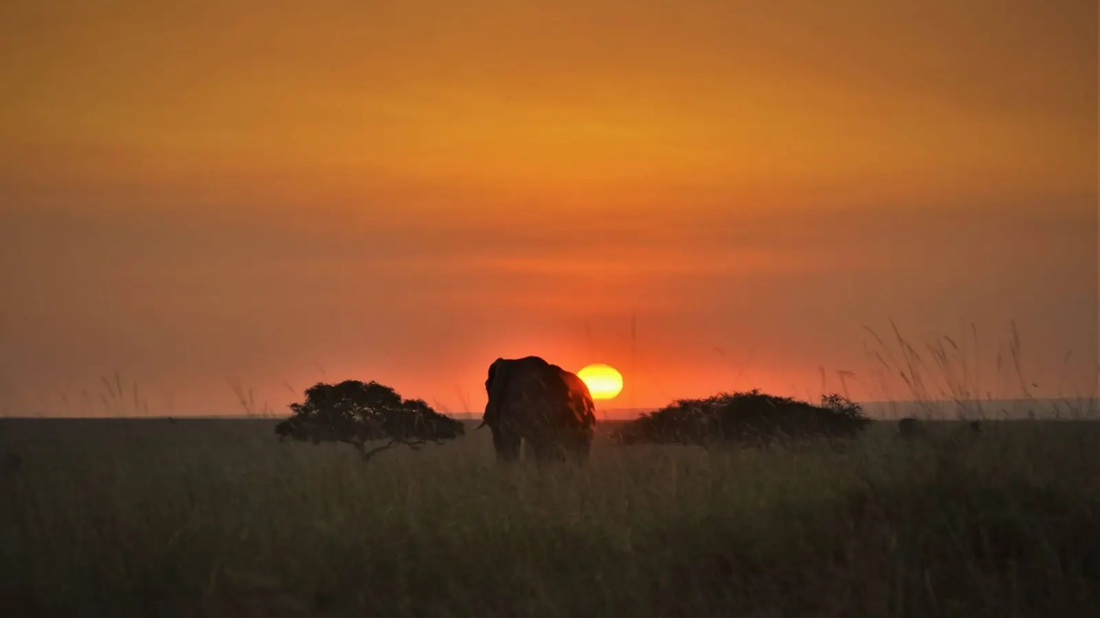 elefante_atardecer_masaiMara