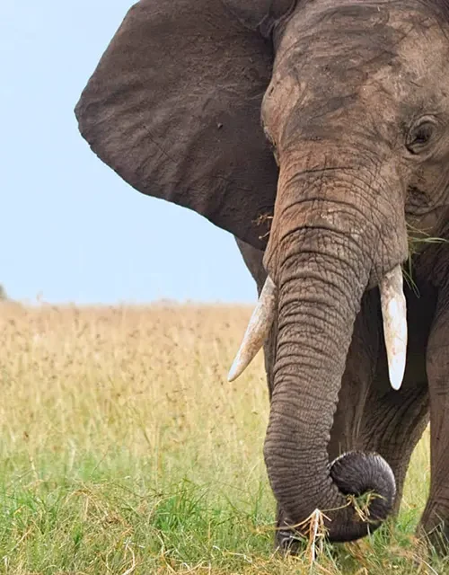 fauna-salvaje-de-kenia