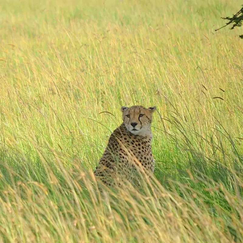 guepardos-a-la-sombra-en-viaje-a-kenia_cuadrada