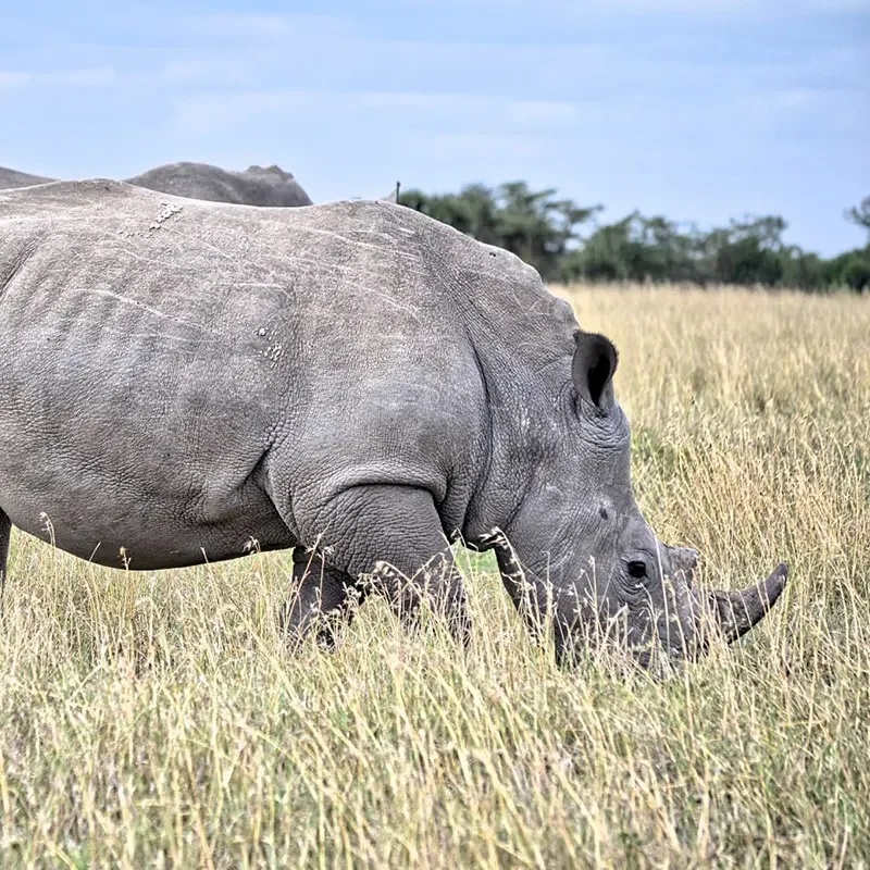 rinocerontes-en-kenia_cuadrada